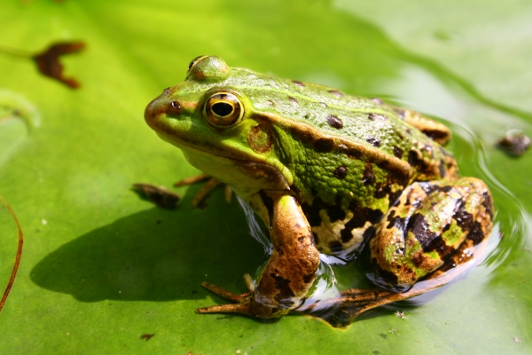 Creation of Frog Legs Again?: Step 5